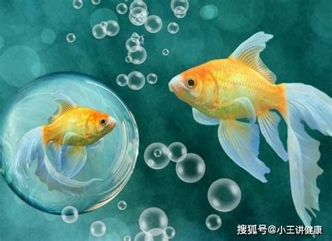 養幾條魚最好|養魚養幾條好 十二屬相養魚吉位